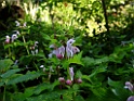 Gevlekte Dovenetel [13555] 10-sep-2017 (Bergvennen, Lattrop)